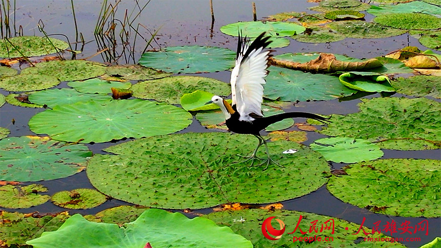 1b3e5611564eecd42f0419a200742bd2_LOCAL1656932236044P6OSP953GM.jpg 1b3e5611564eecd42f0419a200742bd2_LOCAL1656932236044P6OSP953GM.jpg