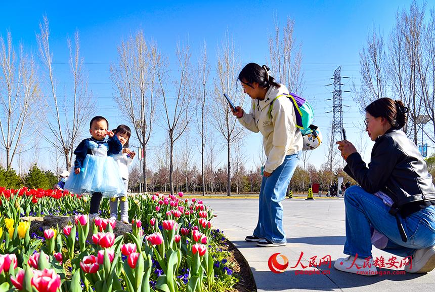 雄安悅?cè)莨珗@郁金香盛放，吸引了眾多游客前來(lái)踏青賞花。人民網(wǎng)宋燁文攝