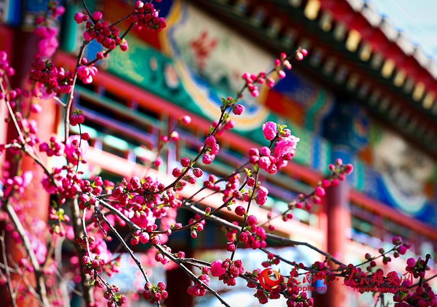 雄安郊野公園一角，枝頭綴滿(mǎn)花朵。人民網(wǎng)宋燁文攝